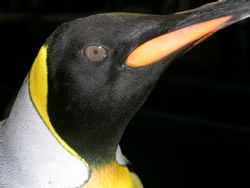 King penguin, Picture taken at San Antonia, Texas SeaWorld. by Jared Fuller 